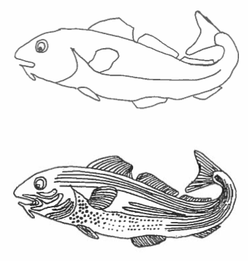 Codfish Template for Summer Challenge 2019