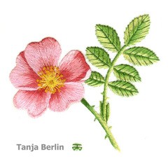Embroidered Wild Rose by Tanja Berlin